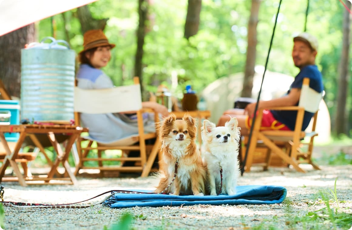 わんこと一緒にキャンプ 楽しく過ごすためのノウハウをご紹介 Hondaキャンプ Honda