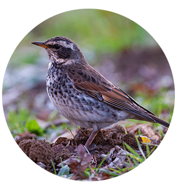 キャンプの朝散歩がもっと楽しくなる 野鳥フィールドノート こいしゆうかのキャンプde遊び隊 Hondaキャンプ Honda