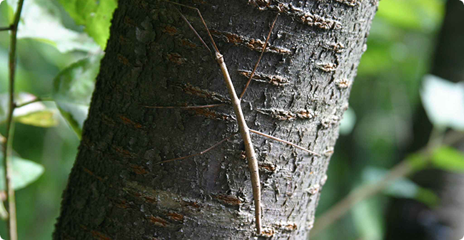 HondaWoods 子どもの森遊び 木の枝に擬態する虫「ナナフシ」についてもっと知ろう！