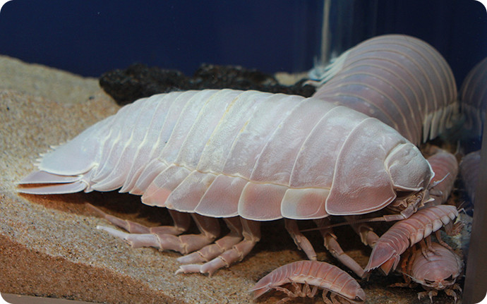 深海で暮らすダイオウグソクムシは、体長20～50cm。