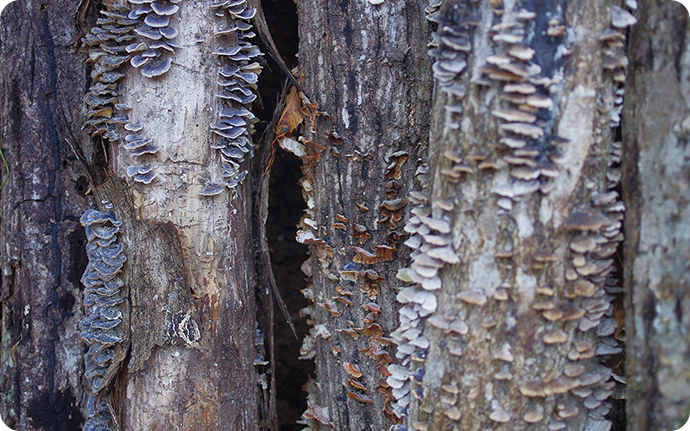 枯れ木や倒木に生えるカワラタケなどの木材腐朽菌（ふきゅうきん、キノコの一種）は、木を柔らかく分解するので、虫たちの格好のエサになります。
