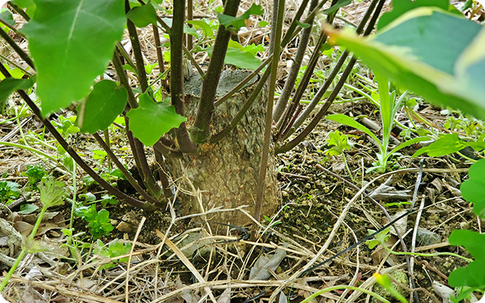 直径5㎝ほどの若く細いコナラの切り株から、萌芽更新（ほうがこうしん）でたくさんの芽が出ている様子。