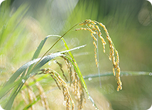 棚田の米づくりと生きものたちの関係を知ろう！