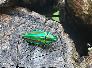 キラキラ虹色に光る昆虫の構造色のなぜ？なに？ 編