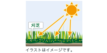 集草は不要。芝が育ちやすい環境をつくります。