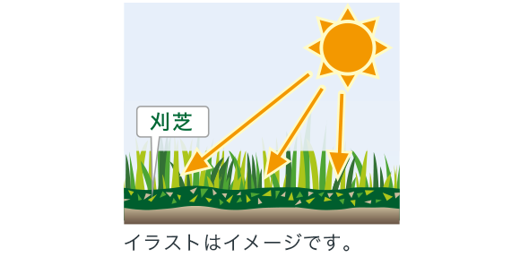 集草は不要。芝が育ちやすい環境をつくります。