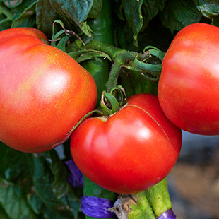 人気野菜の育て方