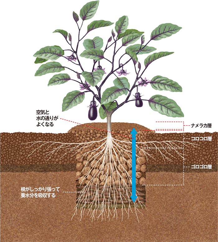 畑の土を極める Vol 2 野菜づくり Web Magazine 耕うん機 Honda