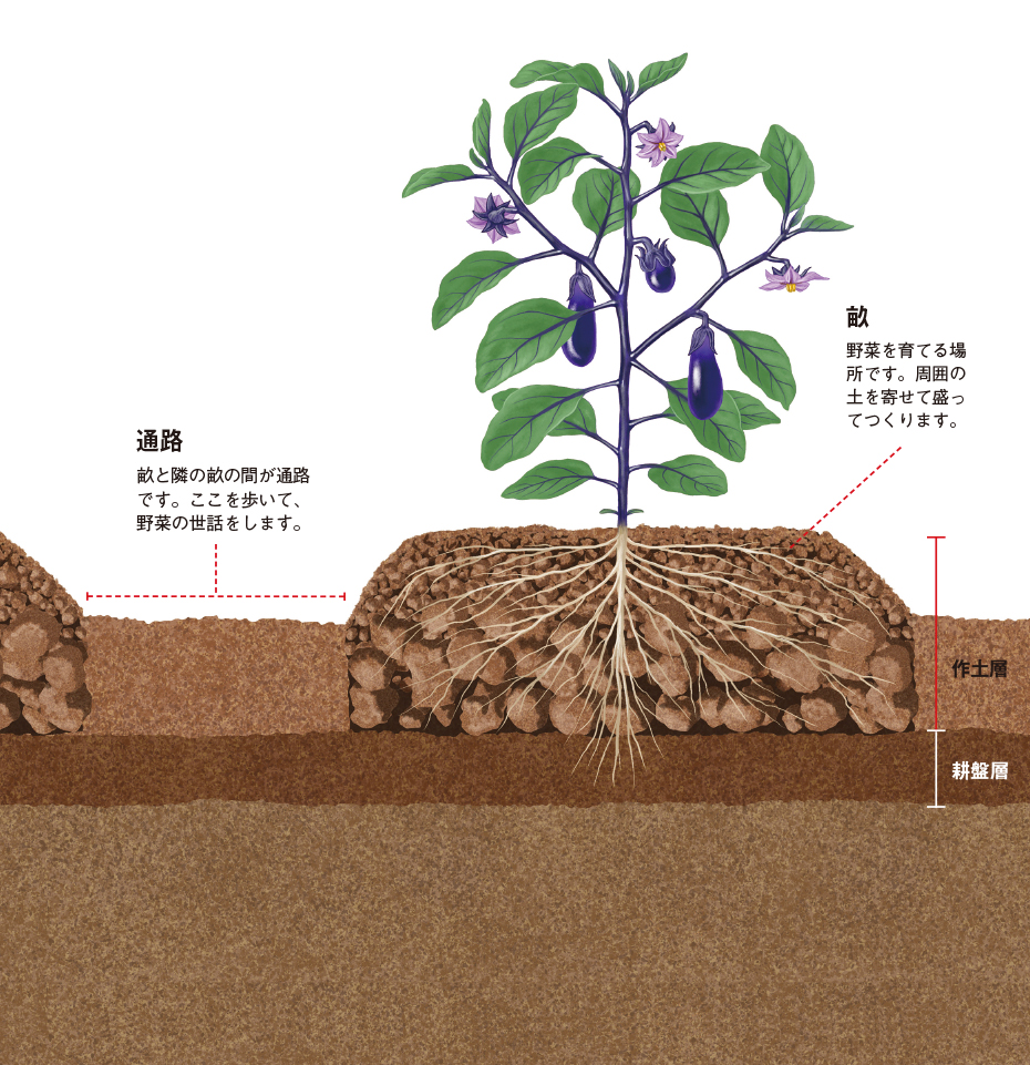 畑の土を極める Vol 4 野菜づくり Web Magazine 耕うん機 Honda