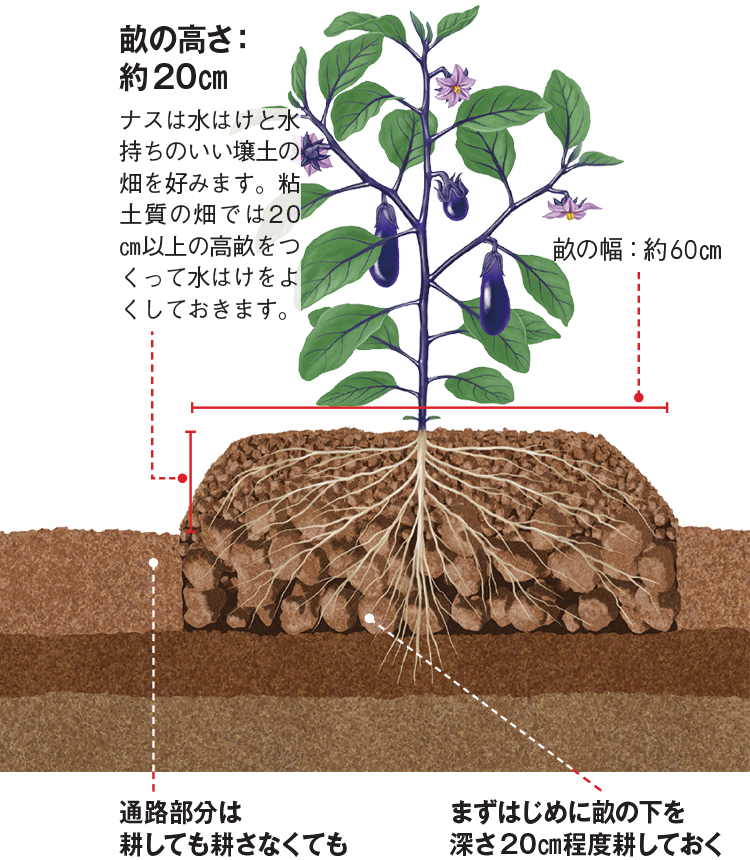 畑の土を極める Vol 4 野菜づくり Web Magazine 耕うん機 Honda