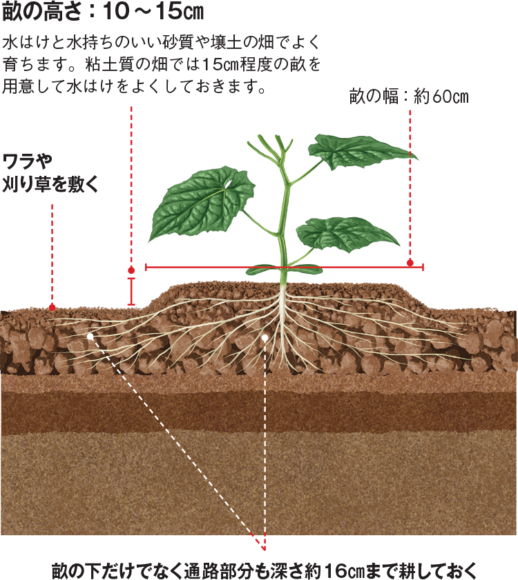 畑の土を極める Vol 4 野菜づくり Web Magazine 耕うん機 Honda