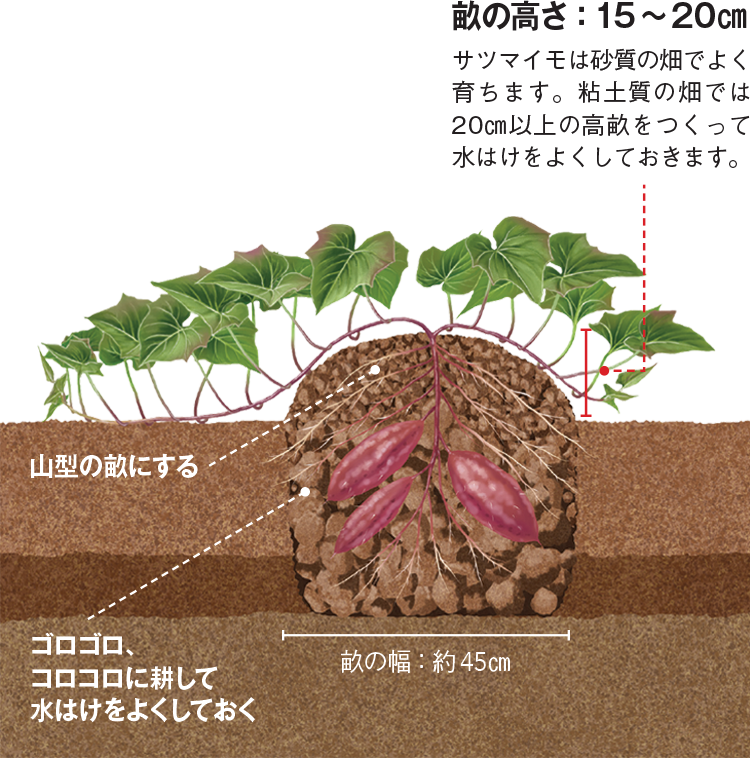 畑の土を極める Vol 4 野菜づくり Web Magazine 耕うん機 Honda