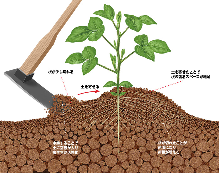 畑の土を極める Vol 5 野菜づくり Web Magazine 耕うん機 Honda