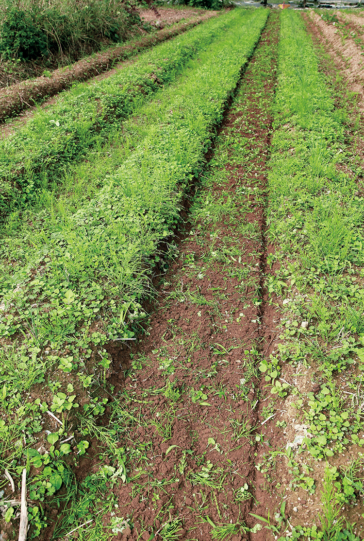 畑の土を極める Vol 6 野菜づくり Web Magazine 耕うん機 Honda