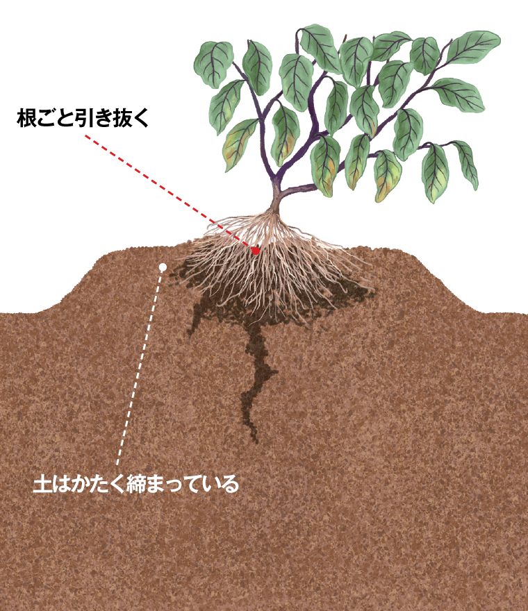 畑の土を極める 第7回 野菜づくり Web Magazine 耕うん機 Honda