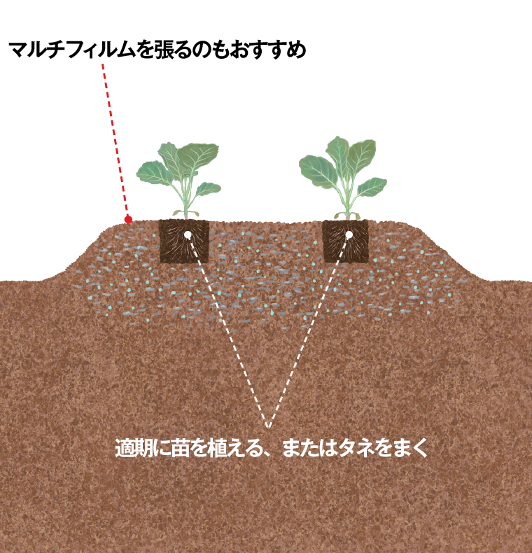 畑の土を極める 第7回 野菜づくり Web Magazine 耕うん機 Honda
