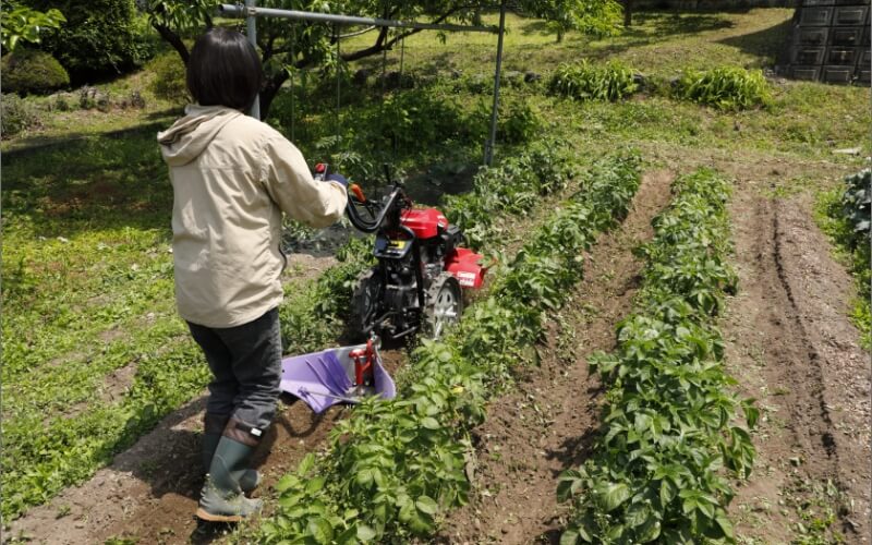 管理作業（除草・中耕・土寄せ）前後のジャガイモ畑。びっしりと生えていた雑草は綺麗に取り除かれ、畝も再形成されている。