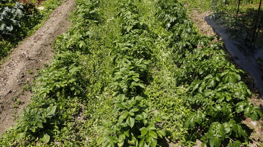 管理作業（除草・中耕・土寄せ）前後のジャガイモ畑。びっしりと生えていた雑草は綺麗に取り除かれ、畝も再形成されている。