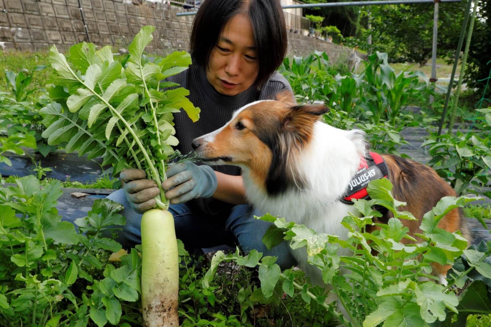 長さ35センチ以上にまっすぐ育った青首大根。こんなに立派な大根が採れたのは、この畑では初めてのこと！番犬ウメもなんだか嬉しそう。