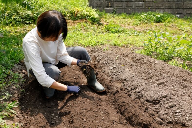 ジャガイモを収穫したあと畝をくずし、新たに耕し堆肥を漉き込む。畑に残る根などの残渣を撤去。畑からはまだ小石が出てくる。畑の土づくりは長い目で考えねば。