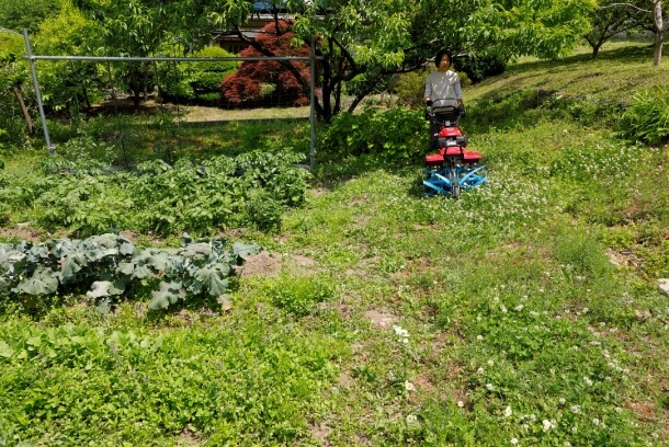 管理作業（除草・中耕・土寄せ）前後のジャガイモ畑。びっしりと生えていた雑草は綺麗に取り除かれ、畝も再形成されている。