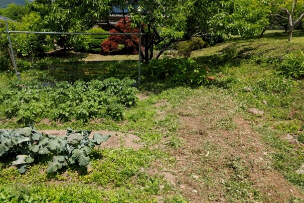 管理作業（除草・中耕・土寄せ）前後のジャガイモ畑。びっしりと生えていた雑草は綺麗に取り除かれ、畝も再形成されている。