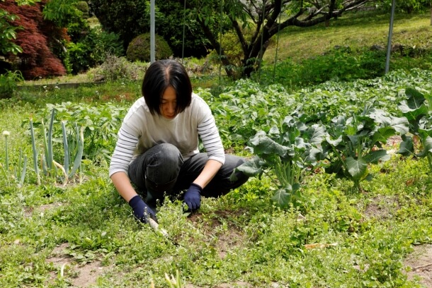 管理作業（除草・中耕・土寄せ）前後のジャガイモ畑。びっしりと生えていた雑草は綺麗に取り除かれ、畝も再形成されている。