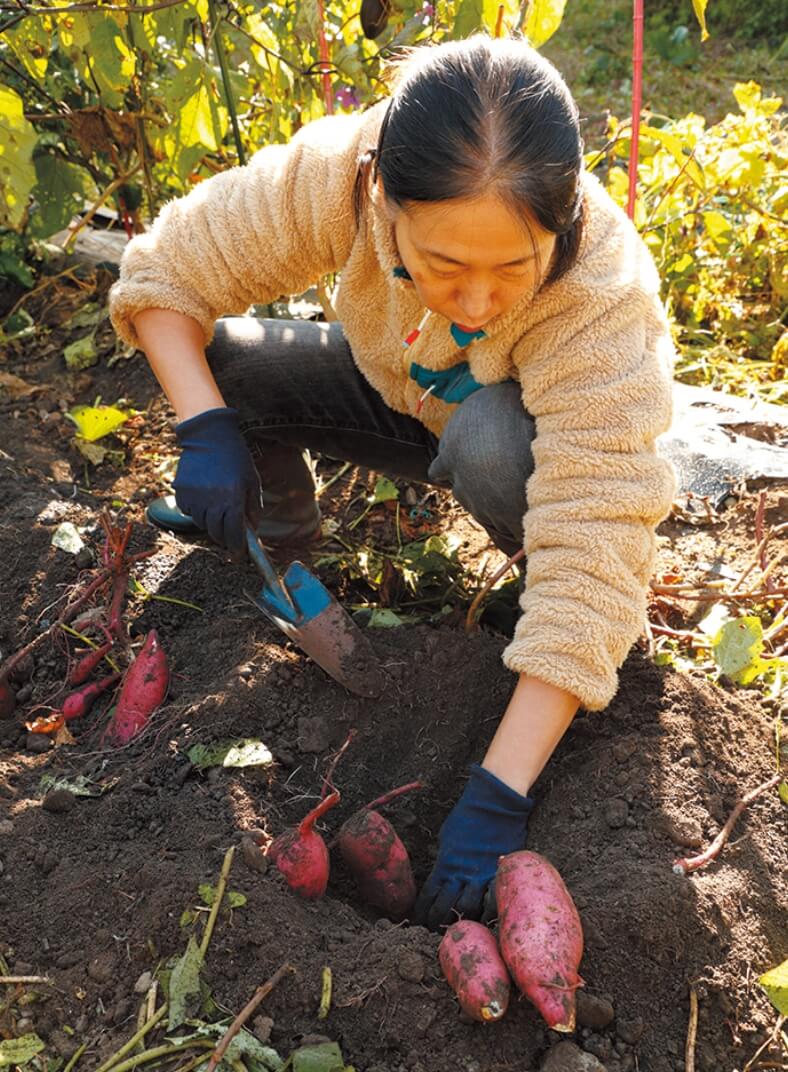 サツマイモと落花生も収穫。フワフワに耕した土のおかげで、肌がきれいで形良いサツマイモができた。でも落花生は難しい。来年再チャレンジだ！