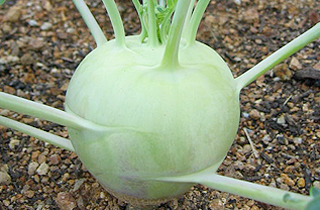 コールラビ 緑 八ヶ岳honda菜園 野菜づくり Web Magazine 耕うん機 Honda