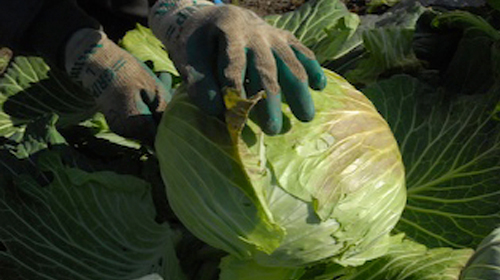 キャベツ 八ヶ岳honda菜園 野菜づくり Web Magazine 耕うん機 Honda キャベツ 八ヶ岳honda菜園 野菜づくり Web Magazine 耕うん機 Honda