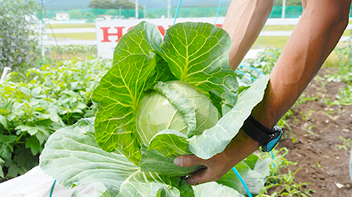 キャベツ 八ヶ岳honda菜園 野菜づくり Web Magazine 耕うん機 Honda キャベツ 八ヶ岳honda菜園 野菜づくり Web Magazine 耕うん機 Honda