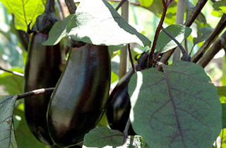 なすページ 長ナス｜八ヶ岳Honda菜園｜野菜づくり web magazine｜耕うん機｜Honda