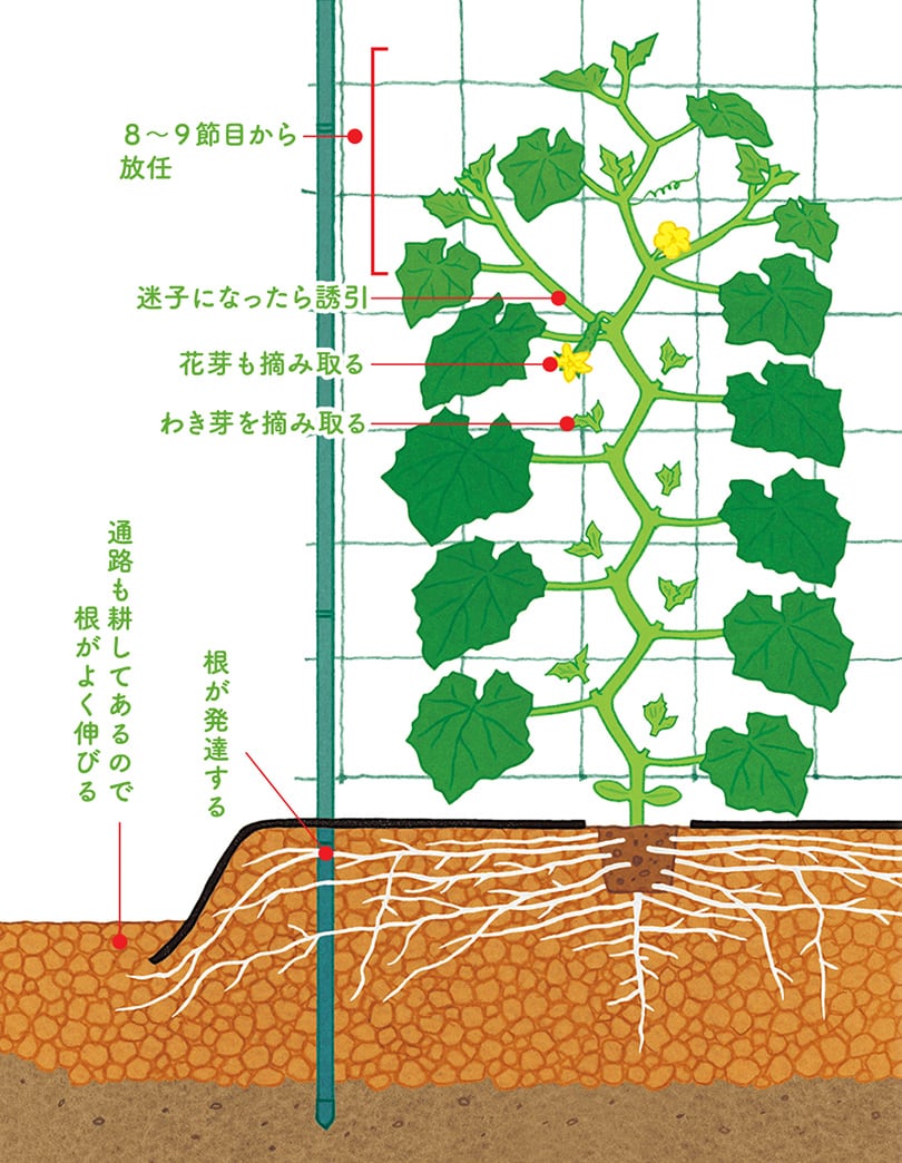 キュウリの上手な育て方 読んで上達 やさいの育て方 耕うん機 Honda