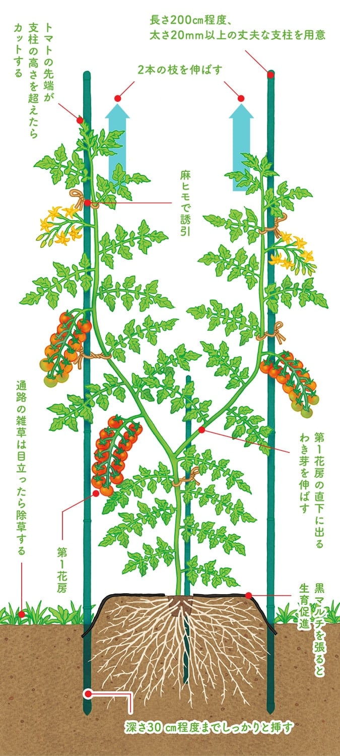 トマトの上手な育て方 読んで上達 やさいの育て方 耕うん機 Honda