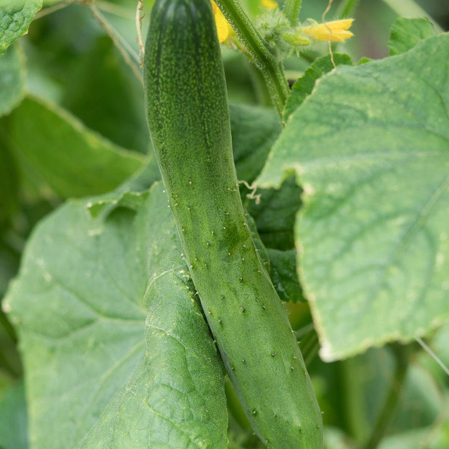 土づくりから手入れの方法まで キュウリ栽培のコツ 人気野菜の育て方 Honda耕うん機