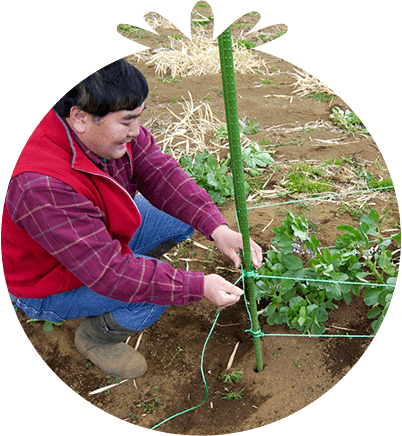 土づくりから手入れの方法まで ハクサイ栽培のコツ 人気野菜の育て方 Honda耕うん機