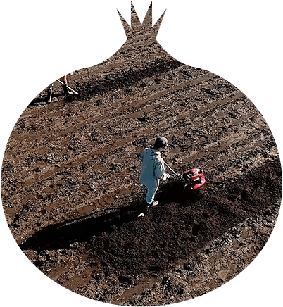 土づくりから手入れの方法まで ナス栽培のコツ 人気野菜の育て方 Honda耕うん機