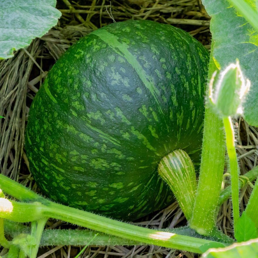 土づくりから手入れの方法まで カボチャ栽培のコツ 人気野菜の育て方 Honda耕うん機