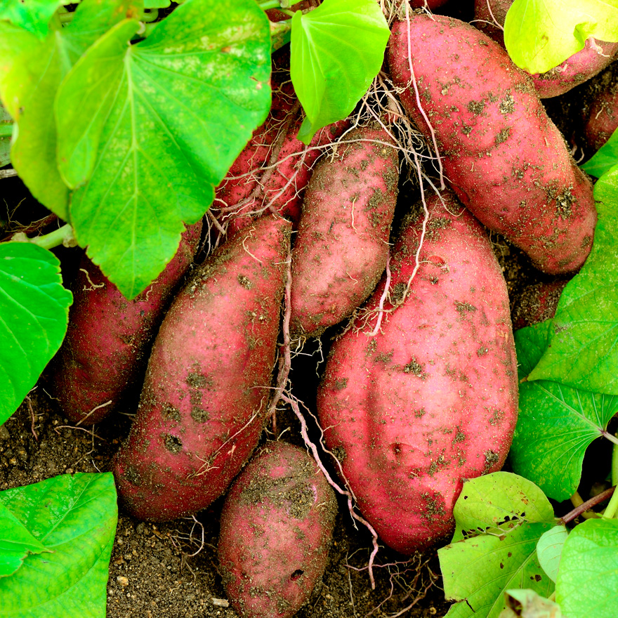 土づくりから手入れの方法まで！サツマイモ栽培のコツ｜人気野菜の育て ...