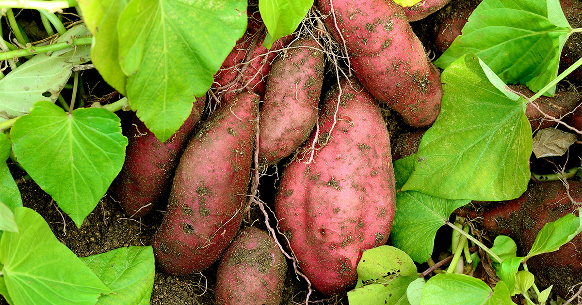 土づくりから手入れの方法まで サツマイモ栽培のコツ 人気野菜の育て方 Honda耕うん機