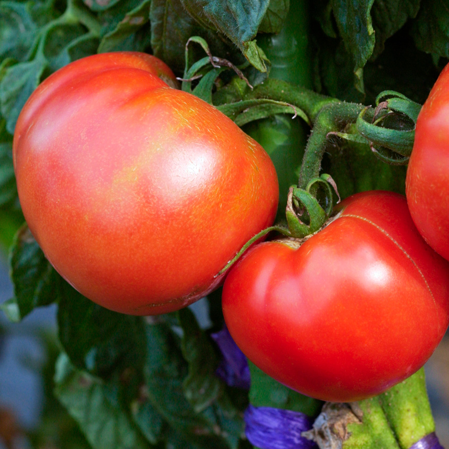 栽培 トマト トマト・ミニトマトの栽培方法・育て方のコツ