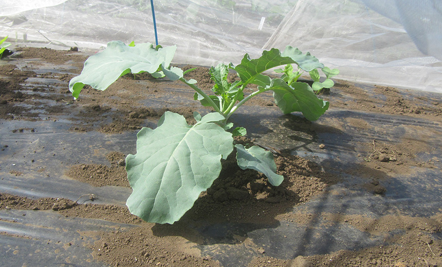 スティックセニョールってどんな野菜 育て方やレシピをチェック 育てて食べようユニーク野菜 耕うん機 Honda