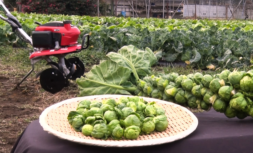 芽キャベツってどんな野菜 育て方やレシピをチェック 育てて食べようユニーク野菜 耕うん機 Honda