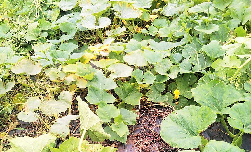 バターナッツかぼちゃってどんな野菜 育て方やレシピをチェック 育てて食べようユニーク野菜 耕うん機 Honda