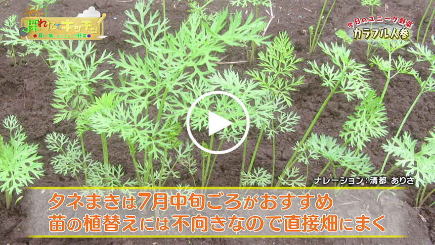 カラフル人参ってどんな野菜 育て方やレシピをチェック 育てて食べようユニーク野菜 耕うん機 Honda カラフル人参ってどんな野菜 育て方やレシピをチェック 育てて食べようユニーク野菜 耕うん機 Honda
