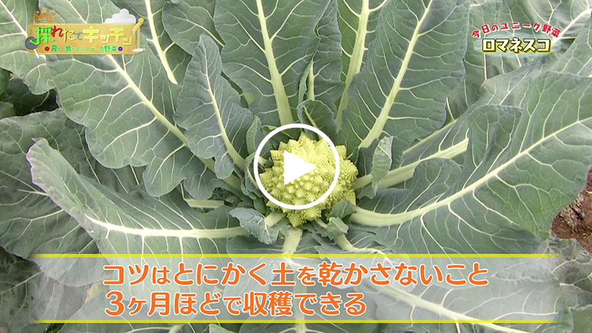 ロマネスコってどんな野菜 育て方やレシピをチェック 育てて食べようユニーク野菜 耕うん機 Honda