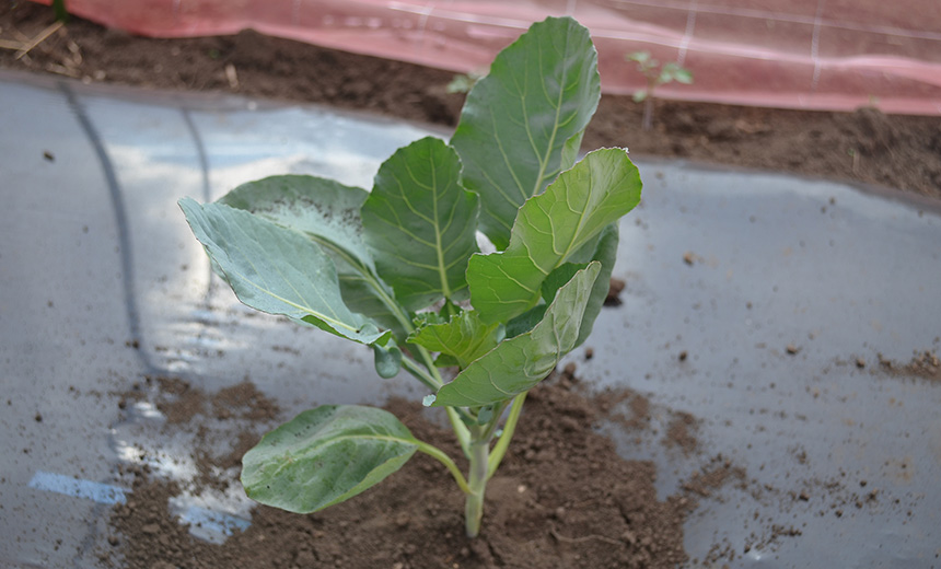 ロマネスコってどんな野菜 育て方やレシピをチェック 育てて食べようユニーク野菜 耕うん機 Honda