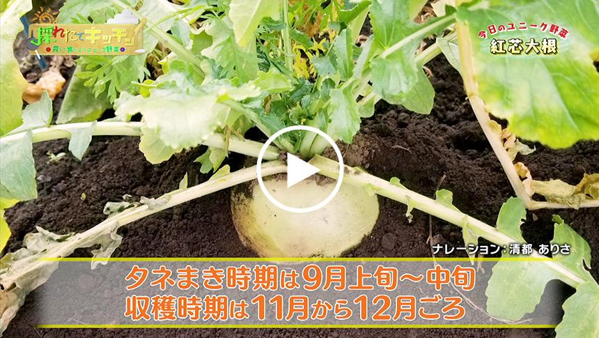 紅芯大根ってどんな野菜 育て方やレシピをチェック 育てて食べようユニーク野菜 耕うん機 Honda