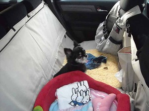 CR-V