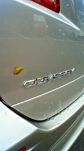 IfbZC